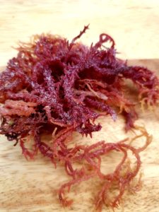 purple sea moss