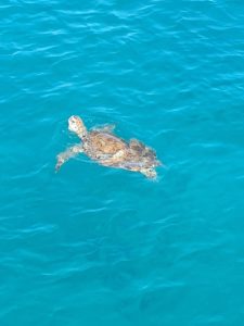 swim with turtles